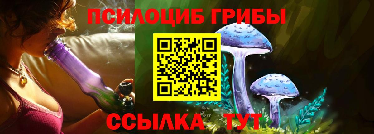 Галлюциногенные грибы Psilocybine cubensis Североморск